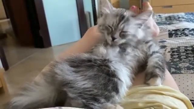 Сибирский котёнок смотреть онлайн