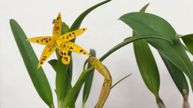 kurzes UPDATE - perfekte Orchidee für den Winter | mein Ökosystem смотреть онлайн