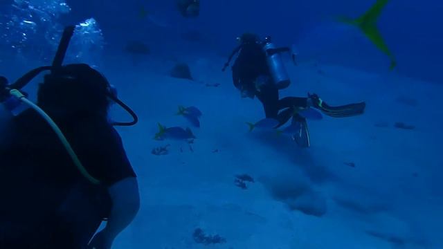 Diving the Great Barrier Reef (2) смотреть онлайн