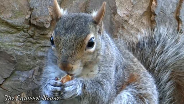 Little Munchkin смотреть онлайн