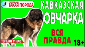 Такая Порода - Кавказская овчарка