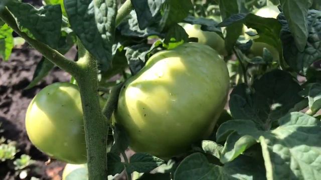 огород после дождя, ежевика, фасоль, томаты...👍