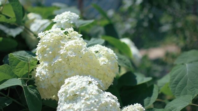 Nikon D3400 + Nikkor 35mm 1.8 смотреть онлайн