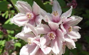 «Дейция кустарник» РЕЛАКС ТЕРАПИЯ ИМПРОВИЗАЦИЯ композитор Виктор Анохин #piano #instrumental #цветы