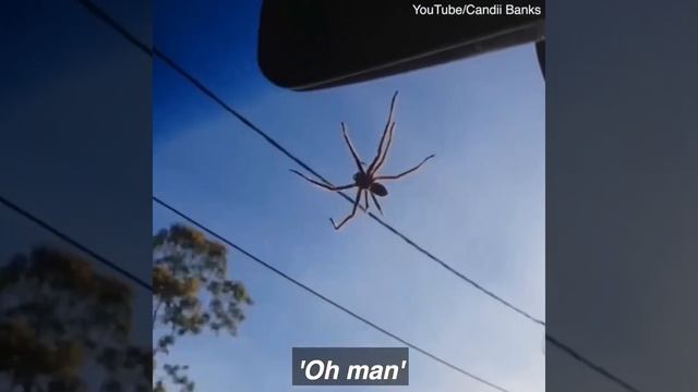 This woman's four day battle with a huntsman spider is epic! ? смотреть онлайн