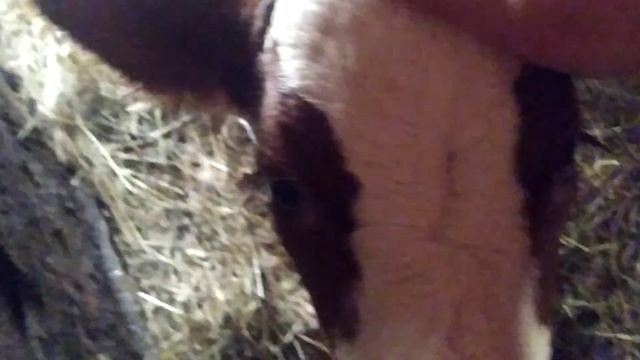 ЦЫПЛЯТА ПОРОДЫ АМРОКС //КАК ПРОШЁЛ МОЙ ДЕНЬ//ПОПОЛНЕНИЕ В ХОЗЯЙСТВЕ. смотреть онлайн