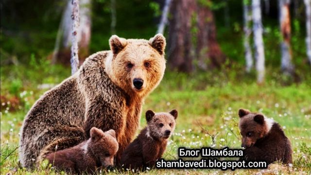 ИСПОВЕДЬ МЕДВЕДИЦЫ - ВАЛЕРИЯ КОЛЬЦОВА ( Блог Шамбала _ shambavedi.blogspot.com ) смотреть онлайн