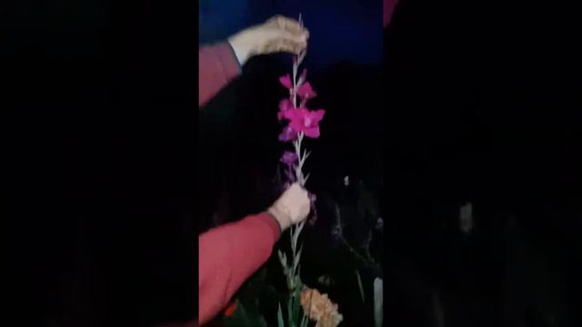 Гладиолусы. Срезаем правильно цветоносы смотреть онлайн