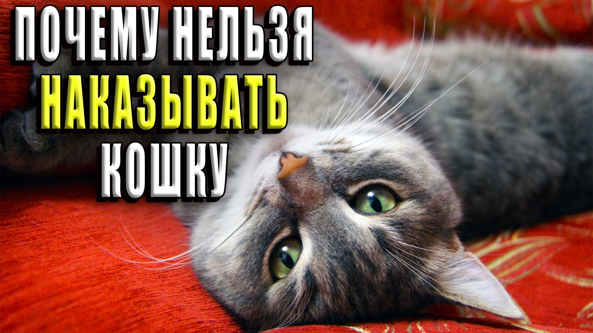 Почему нельзя наказывать кошек