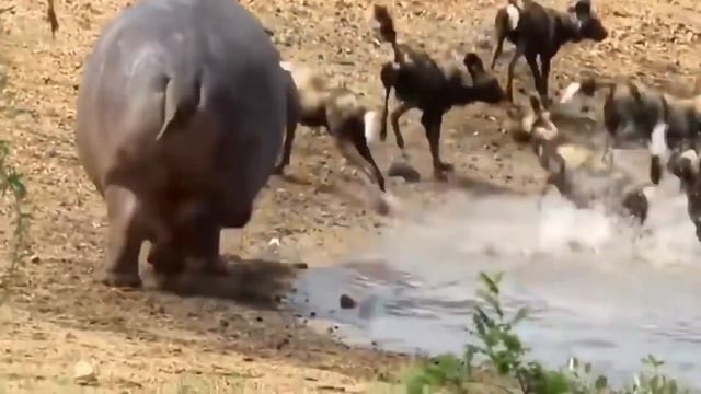 12 невероятных моментов когда крокодил 🐊 атакует на животных смотреть онлайн