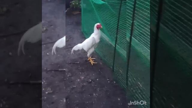 O shamo Belgorod смотреть онлайн