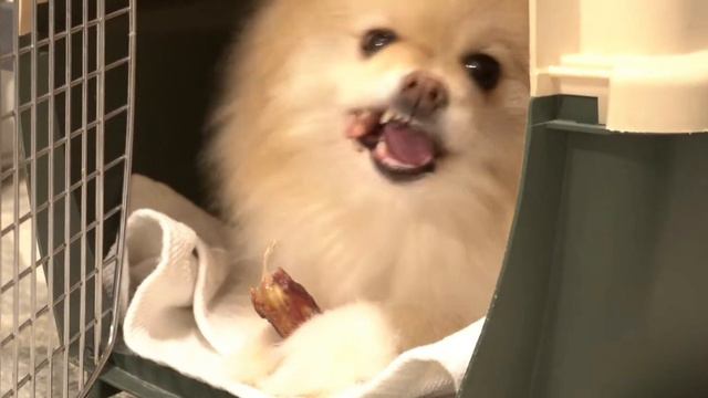 Сушёные лакомства для собак смотреть онлайн