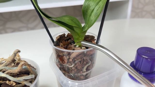 Аминокислоты для восстановления тургора слабой орхидеи и роста корней орхидеи смотреть онлайн