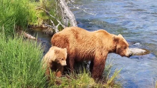 Grizzly Bears of Katmai National Park, Alaska - Brooks Falls смотреть онлайн