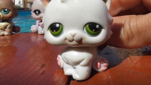 LPS: Обзор персидских кошек / Persian cats