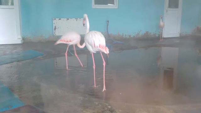 Класс как ведут себя фламинго☺✌ смотреть онлайн