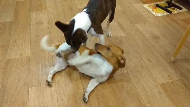 Басенджи и Джек Рассел смотреть онлайн