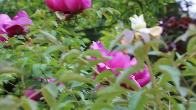 пионы древовидные, Paeónia × suffruticosa смотреть онлайн