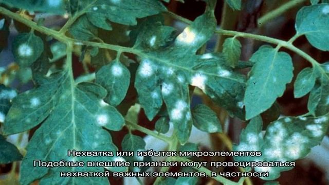 Что делать, если на листьях помидоров в теплице появились белые пятна смотреть онлайн