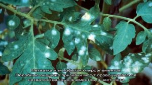 Что делать, если на листьях помидоров в теплице появились белые пятна