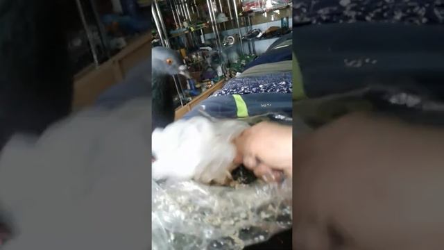 Бывает дни, что моё Счастье очень много кушает,быстро пёт воды и улетает.Он своих птенчикам кормит смотреть онлайн