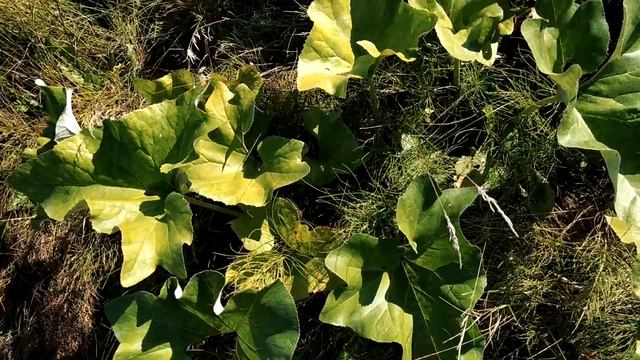 Ездил по Шиповник. 2020 .часть 2 смотреть онлайн