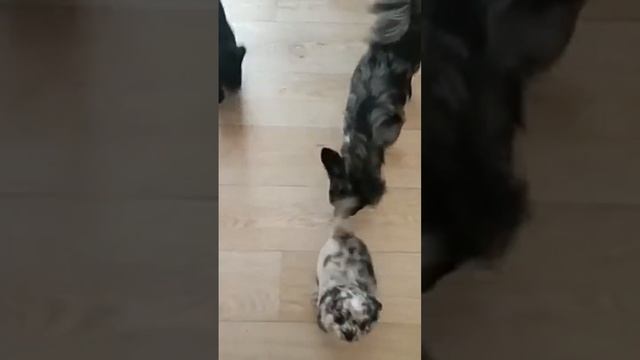 предлагаю щенков чихуахуа, пушистые целовашки смотреть онлайн