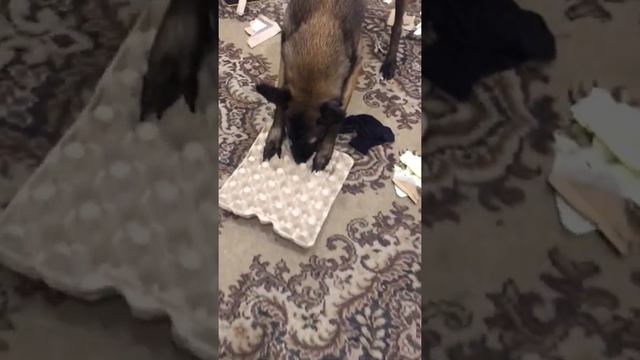 Кормление малинуа смотреть онлайн