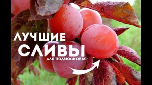 Какую сливу посадить в саду? Лучшие сорта слив для Подмосковья!