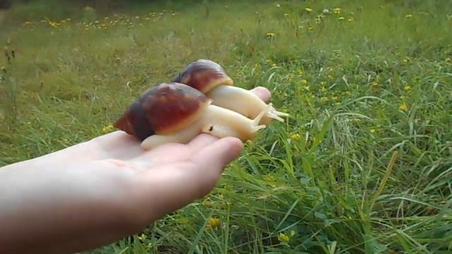 УЛИТКИ АХАТИНЫ ФУЛИКИ АЛЬБИНО/Читайте описание! смотреть онлайн