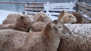 Как зимуют КАТУМСКИЕ ОВЦЫ. Семейная ферма зимой.