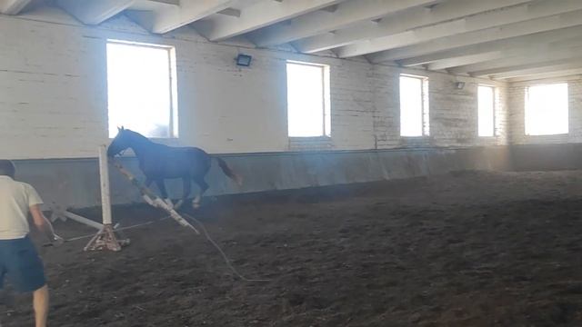 Ганноверский жеребец ChaccoBlue, SandroBoy2 года 160 см #продажалошадей #конныйрынок #жеребец смотреть онлайн