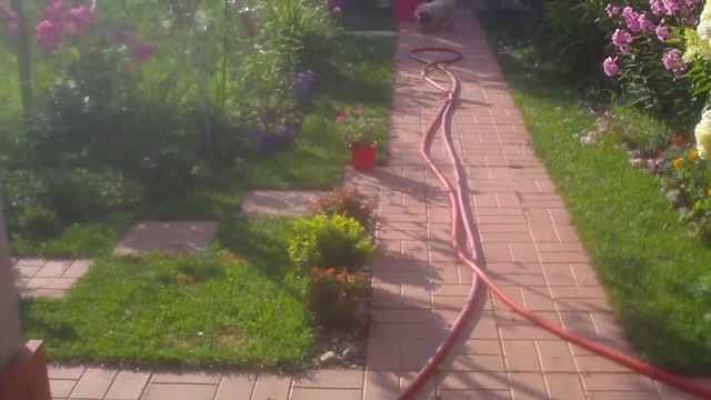Йорки и болонки. смотреть онлайн