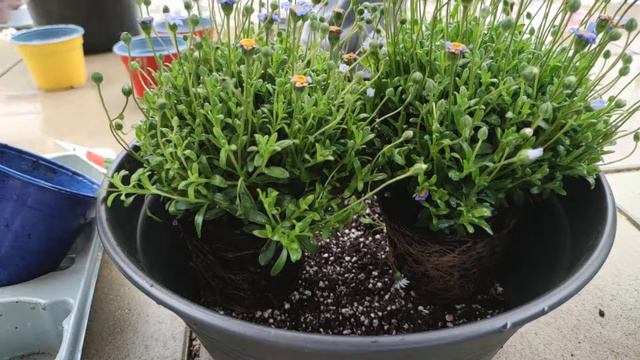 Kapaster Nelke Goldmargerite Schönste Geburtstags Blumen Schale pflanzen Aster Nelke Gold Margerite смотреть онлайн