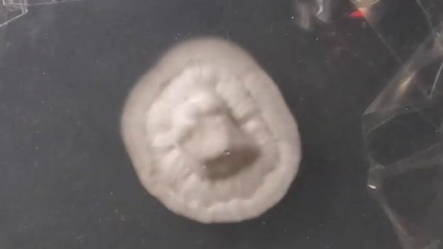 Mycelium agar timelapse смотреть онлайн
