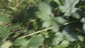 Ежевика. Размножение ежевики - простой способ,  дающий много саженцев!!! (вопрос №3)