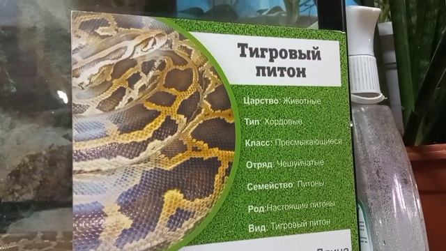 Тигровый питон, Ульяновский зоопарк ? 1 апреля 2023 смотреть онлайн