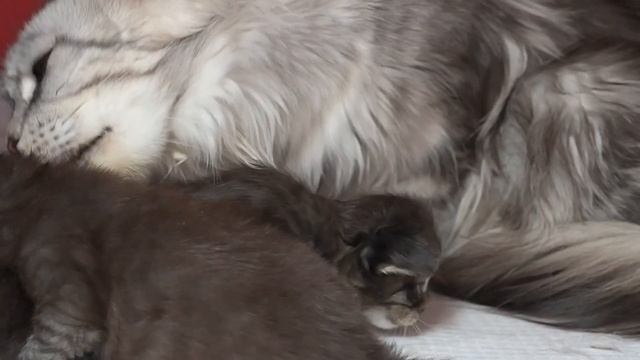 Maine Coon Kittens Development | From 0 To 10 Weeks Day By Day | DAY 17