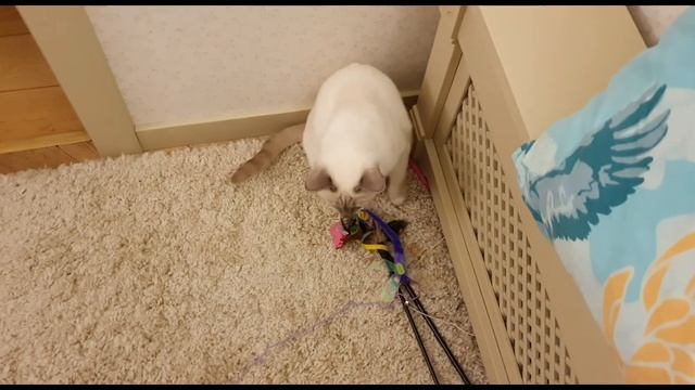 КОТОБЛОГ смотреть онлайн