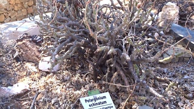 Pelargonium echinatum Curtis смотреть онлайн