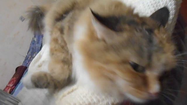 А крылья ангела чешутся! Заботы отползают в тень:) Коты с пушистыми «крыльями»! Кошка Подушка. смотреть онлайн