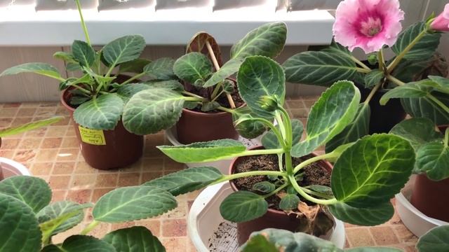 Сколько растёт клубень у глоксинии от листа! Когда проверять и что делать? смотреть онлайн