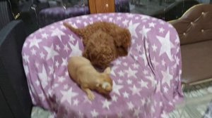 Прекрасный #вечер в питомнике #чихуахуа и той-пудель #Кастропуло Крым купить красивого щенка #puppy