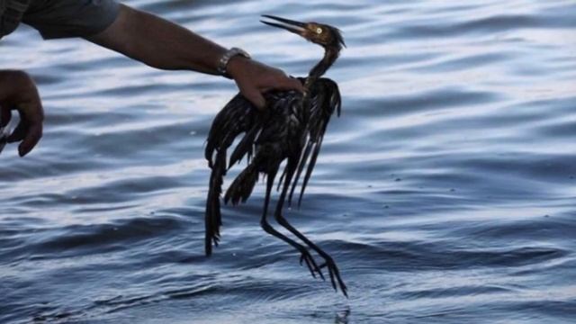 Вот что случилось с черепахой 19 лет спустя