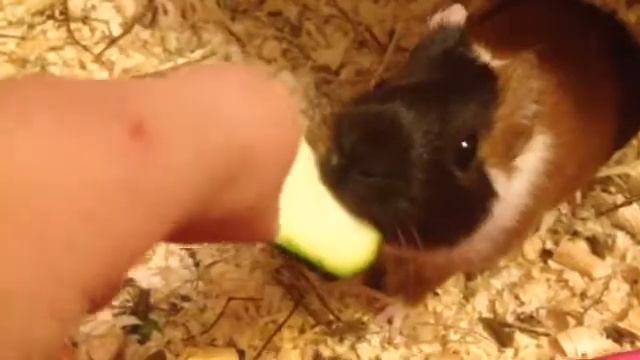 Плюсы и минусы морских свинок. смотреть онлайн