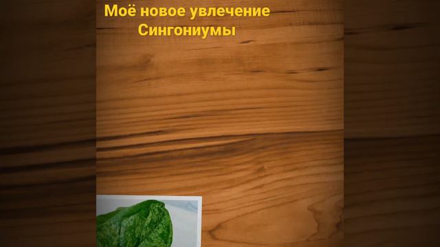 Сингониумы, моё новое увлечение) смотреть онлайн