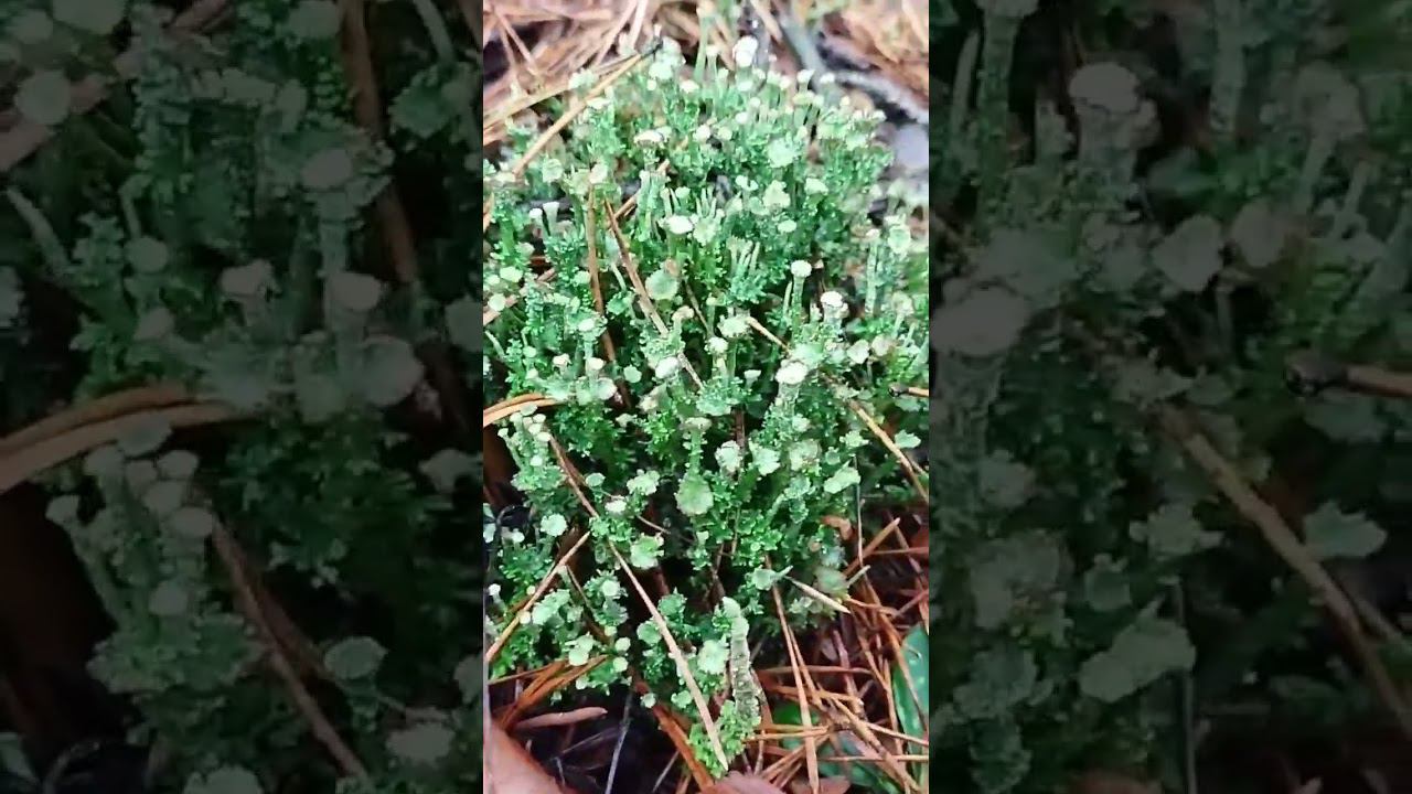 Лишайники - словно космические растения, не перестаю восхищаться их необыкновенным видом