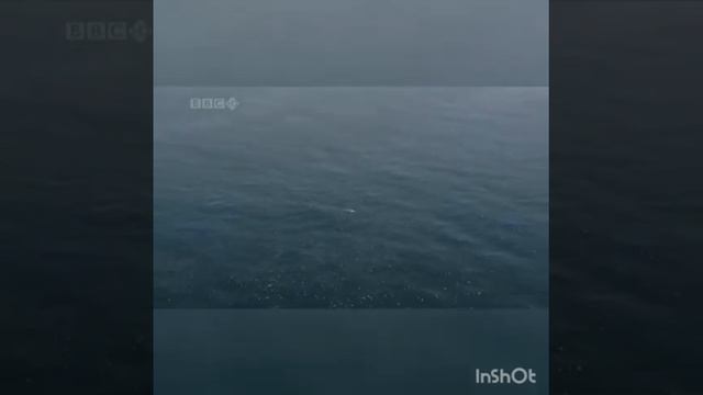 Доверяю тебе — не боюсь! Прославление церкви "Соль Земли" г. Николаев смотреть онлайн
