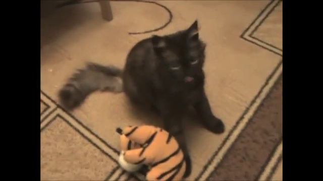 Кошка играет с тигром смотреть онлайн