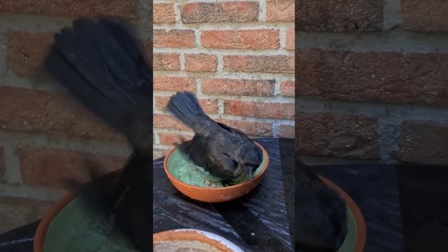 Чисто красивый?? #shorts #животные #птицы #врановые #галка смотреть онлайн